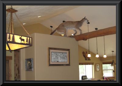 California Mountain Lion