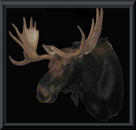 #05 - Shiras Moose