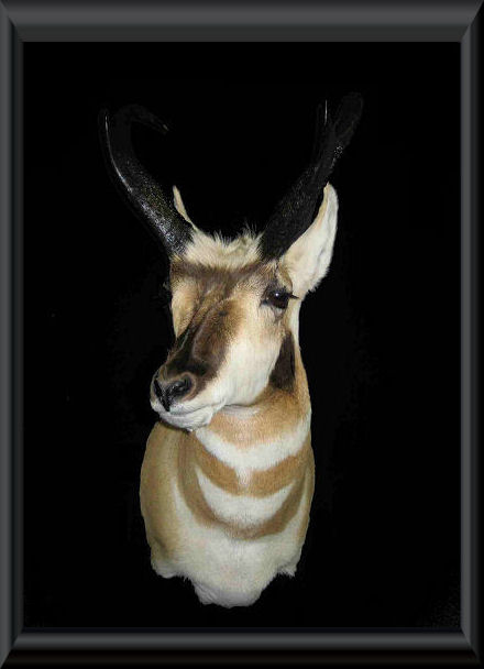 #08 - Montana Antelope