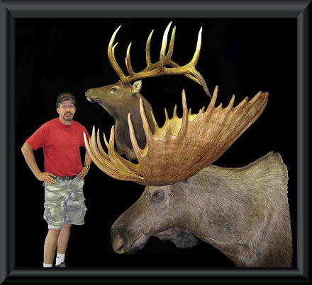 #11 - B&C Alaskan Moose & 325" Elk