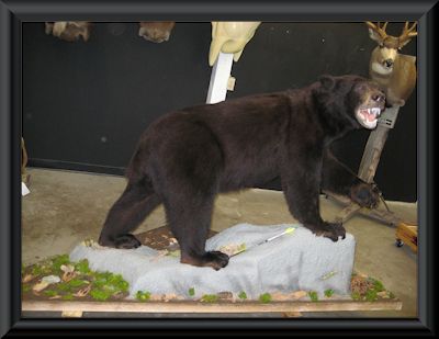 Chocolate colored Idaho Black Bear