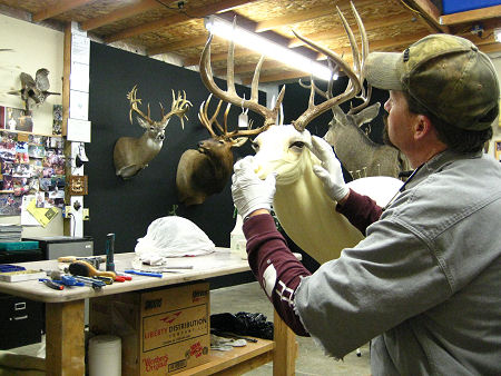 Untamed Taxidermy Shop